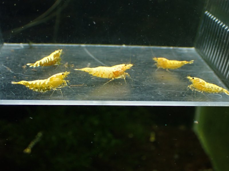 画像1: 【ShrimpFEVER限定】(2)ゴールドギャラクシー・抱卵2匹・メス2匹・オス2匹 (1)