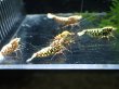 画像7: 【ShrimpFEVER限定】シュガー遺伝子レッドギャラクシー・メス抱卵1匹・メス2・オス2匹　 (7)