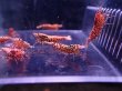 画像3: 【ShrimpFEVER限定】ピンクギャラクシー・抱卵1匹・メス6匹・オス4匹 (3)