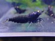 画像3: 【ShrimpFEVER限定】オレンジアイパープル・メス2匹・オス2匹 (3)