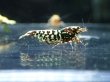 画像5: 【ShrimpFEVER限定】シュガー遺伝子レッドギャラクシー・メス抱卵1匹・メス2・オス2匹　 (5)