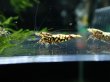 画像2: 【ShrimpFEVER限定】シュガー遺伝子レッドギャラクシー・メス抱卵1匹・メス2・オス2匹　 (2)