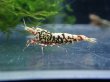 画像2: 【ShrimpFEVER限定】シュガー遺伝子レッドギャラクシー・メス抱卵1匹・オス1匹　 (2)