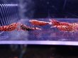 画像2: 【ShrimpFEVER限定】ピンクギャラクシー・抱卵1匹・メス6匹・オス4匹 (2)