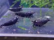 画像1: 【ShrimpFEVER限定】オレンジアイパープル・メス2匹・オス2匹 (1)