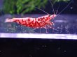 画像3: 【ShrimpFEVER限定】ピンクギャラクシー・メス4匹・オス3匹 (3)