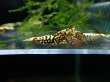 画像1: 【ShrimpFEVER限定】シュガー遺伝子レッドギャラクシー・メス抱卵1匹・メス2・オス2匹　 (1)