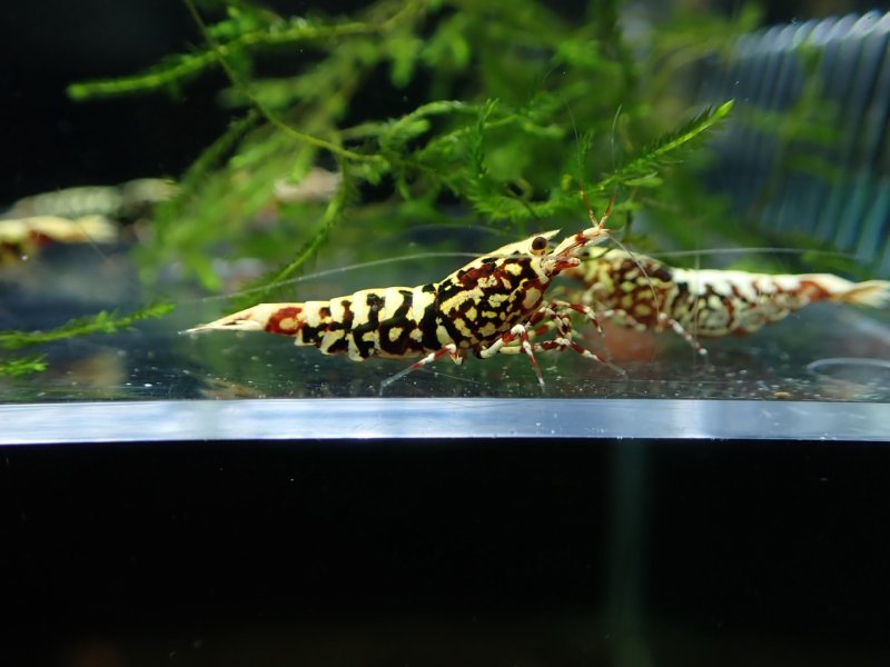 画像1: 【ShrimpFEVER限定】シュガー遺伝子レッドギャラクシー・メス抱卵1匹・メス2・オス2匹　 (1)