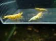 画像3: 【ShrimpFEVER限定】ゴールドギャラクシー・抱卵2匹・メス2匹・オス2匹 (3)