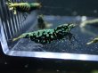画像3: 【ShrimpFEVER限定】ブラックギャラクシー・抱卵3匹・メス1匹・オス2匹 (3)