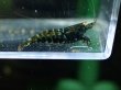画像3: 【ShrimpFEVER限定】オレンジアイクリスタルゼブラ・抱卵1匹・メス1匹・オス1匹 (3)