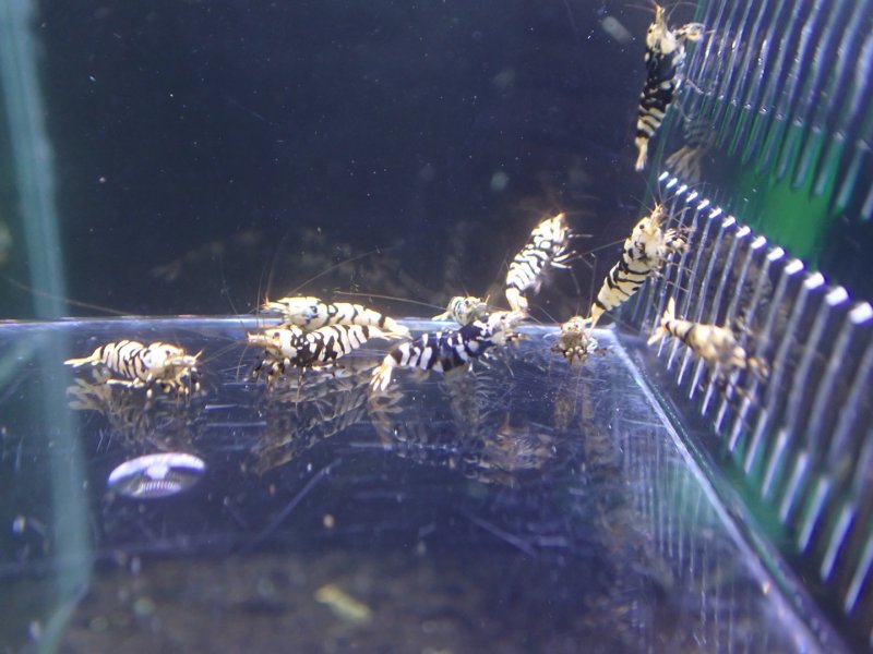 画像1: 【ShrimpFEVER限定】(2)ブラックファンシー・メス8匹・オス2匹 (1)