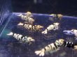画像2: 【ShrimpFEVER限定】ブラックファンシー・メス8匹・オス2匹 (2)