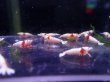 画像3: 【ShrimpFEVER限定】レットビーシュリンプ・12匹※4ペア確定 (3)