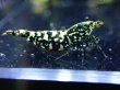 画像3: 【ShrimpFEVER限定】ブラックギャラクシー・抱卵2匹・メス2匹・オス2匹 (3)