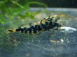 画像1: 【ShrimpFEVER限定】オレンジアイクリスタルゼブラ・抱卵1匹・メス1匹・オス1匹 (1)