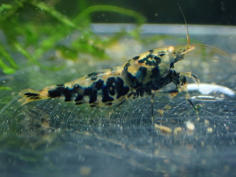 画像1: 【ShrimpFEVER限定】オレンジアイクリスタルゼブラ・抱卵1匹・メス1匹・オス1匹 (1)