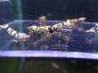 画像2: 【ShrimpFEVER限定】(2)ブラックファンシー・メス8匹・オス2匹 (2)