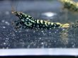 画像4: 【ShrimpFEVER限定】ブラックギャラクシー・抱卵2匹・メス2匹・オス2匹 (4)