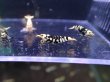 画像4: 【ShrimpFEVER限定】ブラックファンシー・メス8匹・オス2匹 (4)