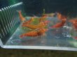画像2: 【ShrimpFEVER限定】レットダイヤ・メス10匹・オス10匹 (2)