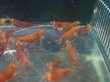 画像5: 【ShrimpFEVER限定】レットダイヤ・メス10匹・オス10匹 (5)