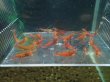 画像1: 【ShrimpFEVER限定】レットダイヤ・メス10匹・オス10匹 (1)