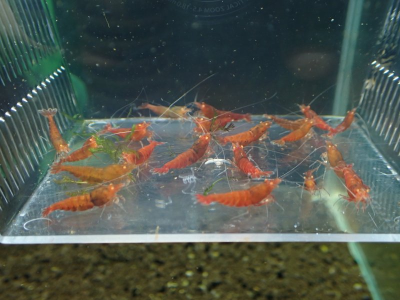 画像1: 【ShrimpFEVER限定】レットダイヤ・メス10匹・オス10匹 (1)