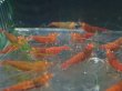 画像4: 【ShrimpFEVER限定】レットダイヤ・メス10匹・オス10匹 (4)
