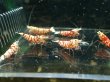 画像3: 【ShrimpFEVER限定】レッドファンシー・メス6匹・オス4匹 (3)