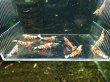 画像2: 【ShrimpFEVER限定】レッドファンシー・メス6匹・オス4匹 (2)