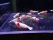 画像2: 【ShrimpFEVER限定】レットビーシュリンプ・12匹※4ペア確定 (2)