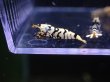 画像4: 【ShrimpFEVER限定】(2)ブラックファンシー・メス8匹・オス2匹 (4)