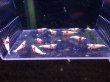 画像1: 【ShrimpFEVER限定】レットビーシュリンプ・12匹※4ペア確定 (1)