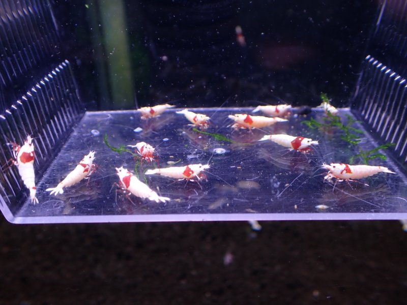 画像1: 【ShrimpFEVER限定】レットビーシュリンプ・12匹※4ペア確定 (1)