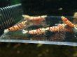 画像5: 【ShrimpFEVER限定】レッドファンシー・メス6匹・オス4匹 (5)