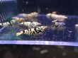 画像5: 【ShrimpFEVER限定】(2)ブラックファンシー・メス8匹・オス2匹 (5)