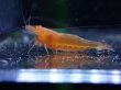 画像3: 【ShrimpFEVER限定】オレンジアイオレンジ・抱卵1匹・メス1匹・オス1匹 (3)