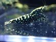 画像4: 【ShrimpFEVER限定】ブラックギャラクシー・抱卵2匹・メス2匹・オス2匹 (4)