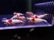 画像4: 【ShrimpFEVER限定】レットビーシュリンプ・メス6匹・オス4匹 (4)