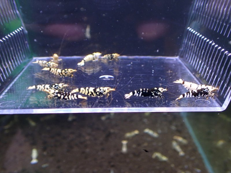 画像1: 【ShrimpFEVER限定】ブラックファンシー・メス8匹・オス2匹 (1)
