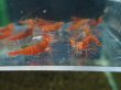 画像3: 【ShrimpFEVER限定】レットダイヤ・メス10匹・オス10匹 (3)