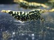 画像3: 【ShrimpFEVER限定】ブラックギャラクシー・抱卵2匹・メス2匹・オス2匹 (3)
