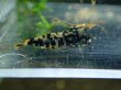 画像2: 【ShrimpFEVER限定】オレンジアイクリスタルゼブラ・抱卵1匹・メス1匹・オス1匹 (2)