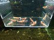 画像1: 【ShrimpFEVER限定】レッドファンシー・メス6匹・オス4匹 (1)