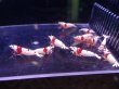 画像3: 【ShrimpFEVER限定】レットビーシュリンプ・メス6匹・オス4匹 (3)
