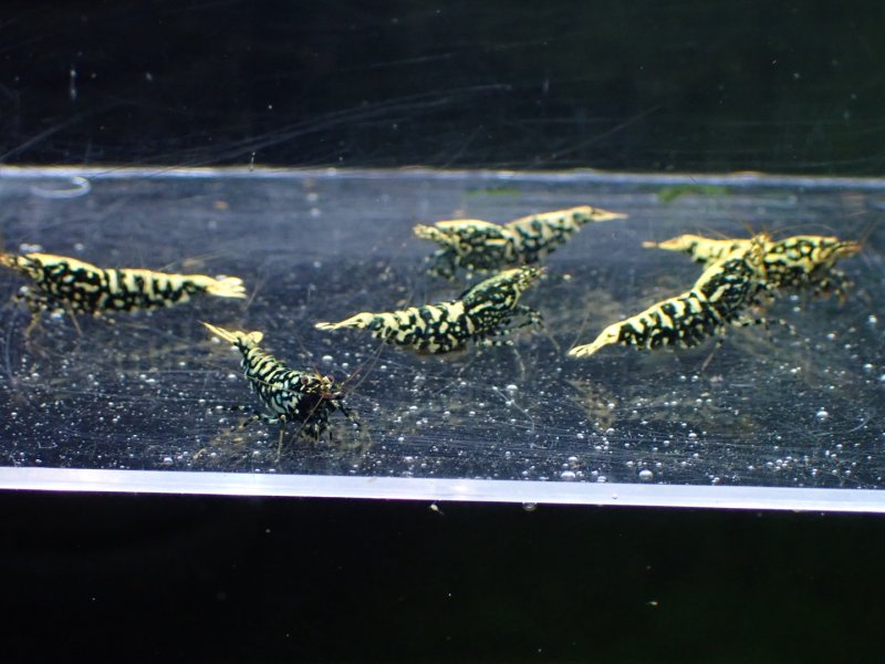 画像1: 【ShrimpFEVER限定】ブラックギャラクシー・抱卵2匹・メス2匹・オス2匹 (1)
