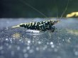 画像5: 【ShrimpFEVER限定】ブラックギャラクシー・抱卵2匹・メス2匹・オス2匹 (5)