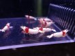 画像2: 【ShrimpFEVER限定】レットビーシュリンプ・メス6匹・オス4匹 (2)