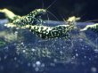 画像5: 【ShrimpFEVER限定】ブラックギャラクシー・抱卵2匹・メス2匹・オス2匹 (5)